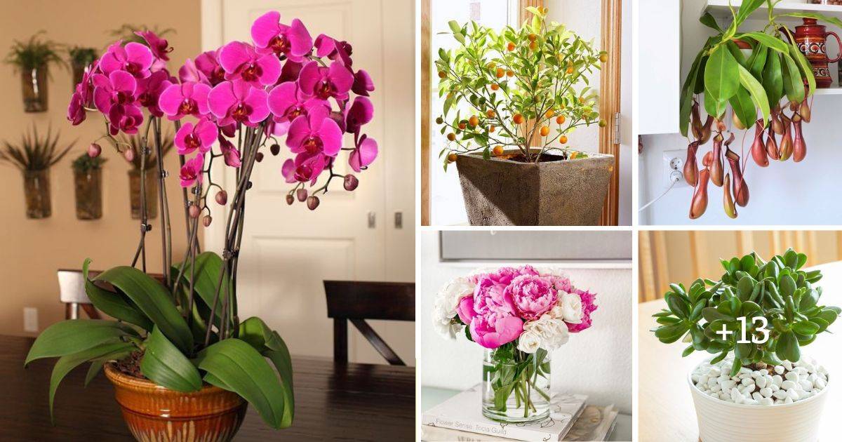 18 Lucky Plants That Can Attract Wealth, Success, And Love